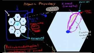 Hepatic Physiology 3 Sinusoids amp Surrounding Cells [upl. by Gujral50]