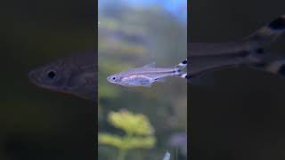 Rasboras are Good Aquarium Fish for Beginners [upl. by Tips]