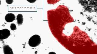 Euchromatin and heterochromatin [upl. by Oiralih81]