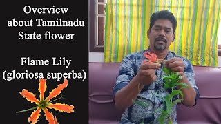 நம் மாநில மலர் எது என்று உங்களுக்கு தெரியுமா  Overview about Tamilnadu state flower Flame Lily [upl. by Nnyllatsyrc972]