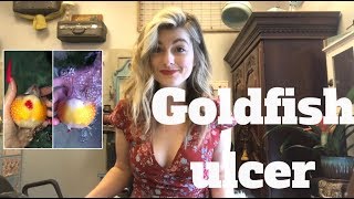 TREATING GOLDFISH ULCER [upl. by Amalie]