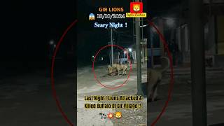 Last Night  Lions Attacked amp Killed Buffalo Of Gir Village🐄💥🦁😱lion hunting cow girlion shorts [upl. by Iliram]