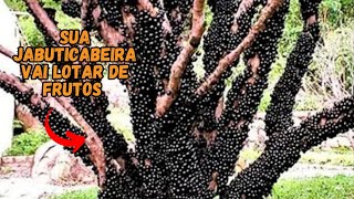 ESTE É O SEGREDO PARA JABUTICABEIRA CARREGAR DE FRUTOS SÓ FAZER ISSO… [upl. by Meta764]