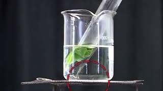 Practical 202 Detection of starch produced in photosynthesis by iodine test [upl. by Inobe]