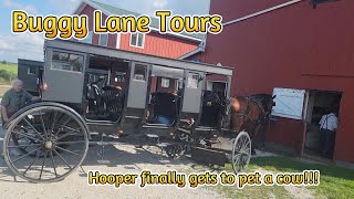 Shipshewana  Buggy Lane Tours [upl. by Ahsienal]