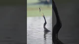 Amazing Fishing Anhinga shorts [upl. by Abram]