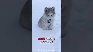 Husky vs Malamute Which is the True Arctic Hero [upl. by Regdor]