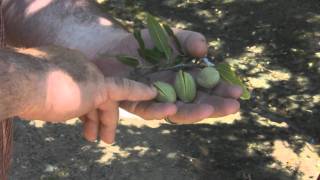 Almond Farmer Shows You How To Tell When Almonds Are Ready To Be Harvested [upl. by Hindorff]