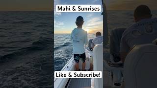 Mahi amp Sunrises fishing mahimahi boating mahifishing saltwaterfishing trollingfishing [upl. by Nhabois96]