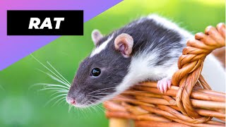 Rat 🐁 One Alternative Animal To Have As A Pet shorts [upl. by Akinorev912]