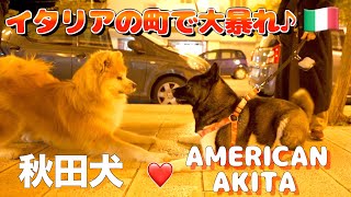 What happens when an Akita dog and an American Akita dog meet in town [upl. by Lau]