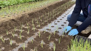 玉ねぎ（タマネギ）の栽培方法・トウ立ちを防ぐ肝心な玉ねぎ苗の植え方231030 [upl. by Fairlie53]