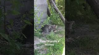 Gato cazando a mickey [upl. by Enieledam]