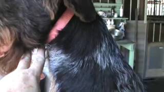 German Wirehaired Pointer Grooming [upl. by Eerazed274]