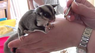 Le repas dAlvina le phalanger volant  sugar glider [upl. by Beard922]