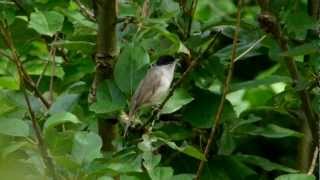 Eurasian Blackcap singing  Mönchsgrasmücke singt [upl. by Victoria752]