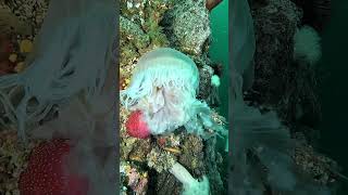 A Whitespotted Rose Anemone consuming a large Fried Egg Jellyfish [upl. by Asteria]