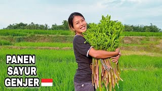 PANEN SAYUR GENJER DI SAWAH  CENTONGAN DI SAWAH  VEGETABLE HARVEST  VILLAGE [upl. by Augustin]