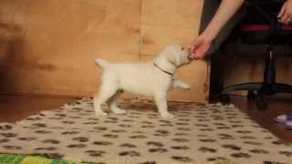 Brown male labrador 50 days old [upl. by Zelig]