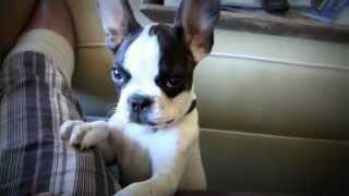 French Bulldog That Can Talk Talking Frenchie [upl. by Aizan]