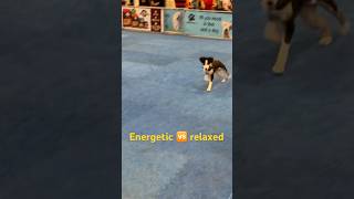 energetic 🆚 relaxed dog [upl. by Eserahs]