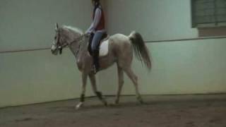 Horse Behavior Body Language  Tail [upl. by Saphra126]