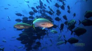 Solmar V Liveaboard  Worldclass diving in the Revillagados Islands Sea of Cortez and Guadalupe [upl. by Airasor]