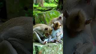 Jonna baby incites mum Jane to stop Jezzy sister grooming monkey monkeyfamily babyanimal [upl. by Nauqed435]