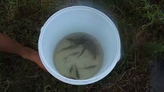 Tilapia Kurper caught at Rust de Winter dam [upl. by Hippel]