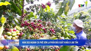 Ngành cà phê Sơn La phấn đấu xuất khẩu trên 31000 tấn trong năm 2023 [upl. by Stagg]