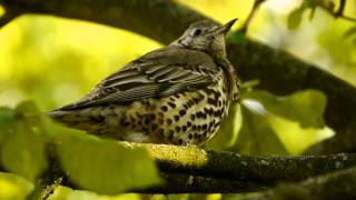 Song Thrush Turdus philomelos  Singdrossel 5 [upl. by Gaw]