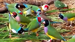 Gorgeous Gouldian Finches  my 2016 breeding stock [upl. by Aowda]