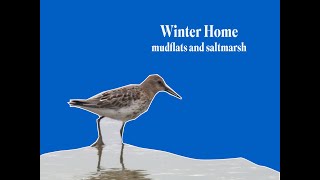 HOW SALTMARSH AND MUDFLATS HELP BIRDS IN WINTER [upl. by Kauslick500]