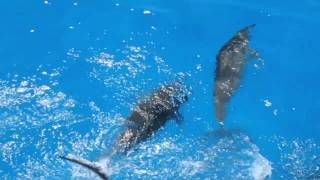 Dolphins following our boat off the Big Island of Hawaii [upl. by Bridge255]