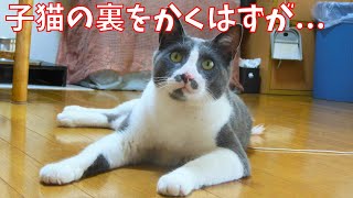 【保護猫・野良猫】元野良猫と子猫はお互いに裏の裏のかき合いをしていました【じいじさんとばあばさんと猫たち】 [upl. by Norb458]