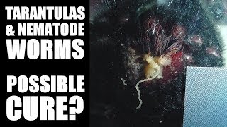 Tarantulas amp Nematode Worms [upl. by Amol748]