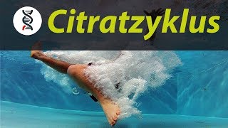 CITRATZYKLUS einfach erklärt ABITUR  studyrunner [upl. by Odrareg]