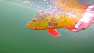 Clear Water Peacock Bass Fishing  Miami Florida [upl. by Ymassej]