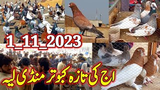 Layyah Fresh Pigeon Market Today  kabuter Mandi  Kabootar Bazi  Kabootar  lkbpigeons [upl. by Grewitz]