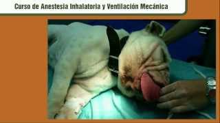 Curso de anestesia inhalatoria veterinaria [upl. by Ennairb580]