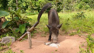 New Technique Wild Pig Trap Make Using Big Knife wildlife animals trapping [upl. by Yahska]