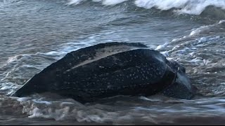 A Rare Sighting of a Leatherback Turtle at Sunrise on Playa Grande Costa Rica [upl. by Yticilef946]