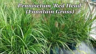 Best Ornamental Grasses  Pennisetum Red Head Fountain Grass [upl. by Derzon]