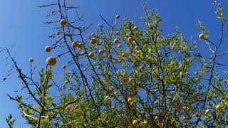 Poncirus Citrus trifoliata [upl. by Cheryl]