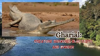 Gharial Creature Shrouded in Mystery and Wonder crocodile animals india [upl. by Anitnoc177]