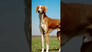 Salukis dogs The oldest dog breed [upl. by Keiryt]