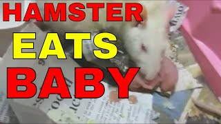 HAMSTER EATING BABIES PLZ DONT WATCH [upl. by Nies]