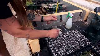 Pricking out embothrium seedlings [upl. by Lekcim993]