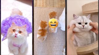 Cat Lover 🐱 Cat Fight 😸 FunnyCats Ep 2221 [upl. by Geminius]