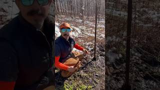 Reg Osier Dogwood for Deer 🦌  Fast Plant Propagation 🟥 shorts hunting plants [upl. by Watson]